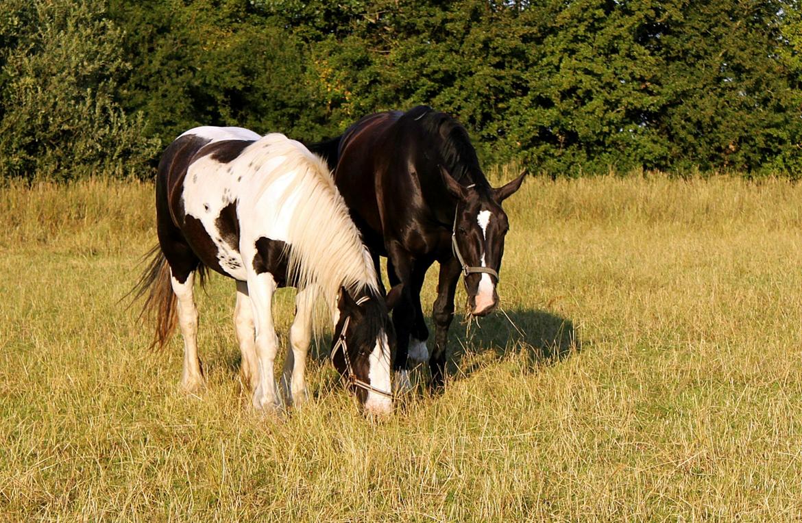 Oldenborg Minna - Minna og tinkeren Luna nyder livet i solen :)  billede 3