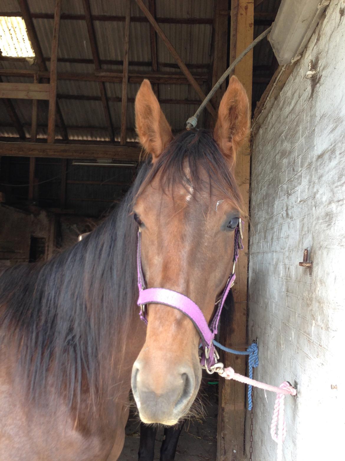 Dansk Varmblod Gabi billede 16