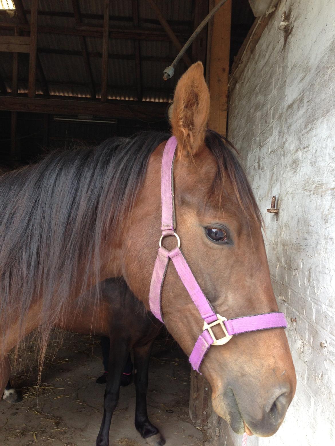 Dansk Varmblod Gabi billede 18