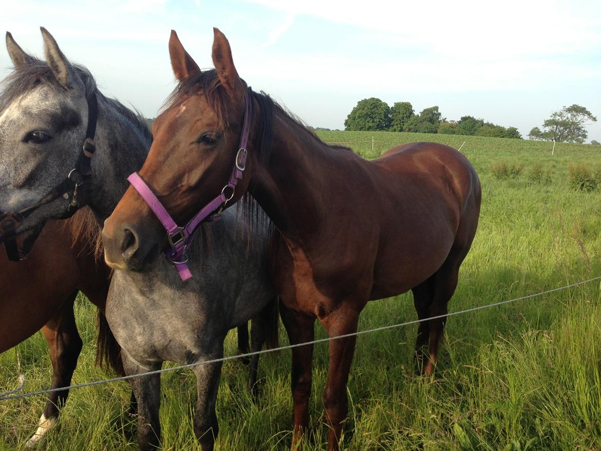 Dansk Varmblod Gabi billede 19