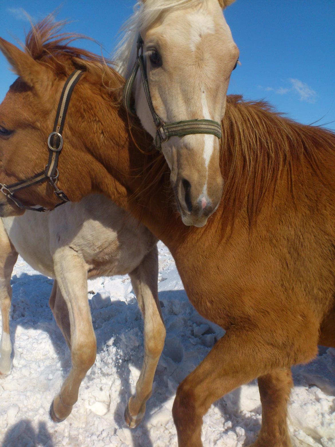 Palomino Rahbæks Noble Cortino R.I.P billede 6