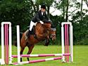 Dansk Varmblod Tanholms Triumph
