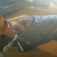 DSP Brandzöed Zoya Bredager