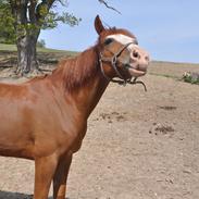 DSP Brandzöed Zoya Bredager