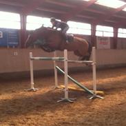 Hollandsk Varmblod Buniek V.D. To Jo Pe Hoeve