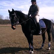 Dansk Varmblod Madonna