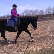 Dansk Varmblod Madonna