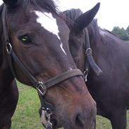 Dansk Varmblod Madonna