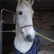 Lipizzaner Mille