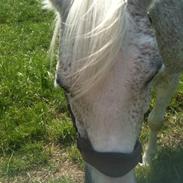 Anden særlig race Silver