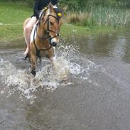 Anden særlig race Amigo