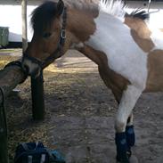 Anden særlig race Amigo