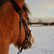 Anden særlig race Amigo