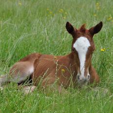 Frederiksborg Nytoftgaards Emira