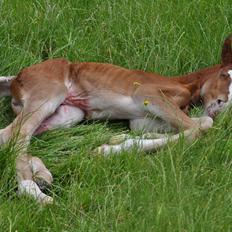 Frederiksborg Nytoftgaards Emira