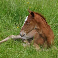 Frederiksborg Nytoftgaards Emira