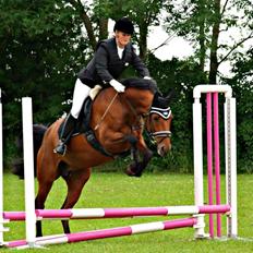 Dansk Varmblod Tanholms Triumph