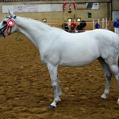 DSP Steensgårdens Gatsby *mini Lucy*