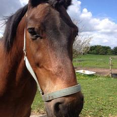 Nordsvensk Skovhest Snøvsen