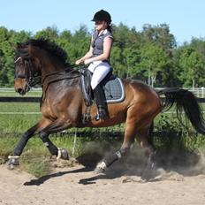 Dansk Varmblod Ny Ågårds Amoena  DULLEN B-Hest