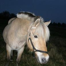 Fjordhest Julie Sejr R.I.P