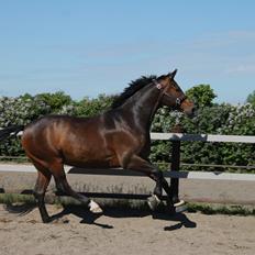 Dansk Varmblod Ganesh
