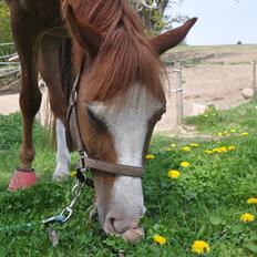 DSP Brandzöed Zoya Bredager