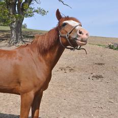 DSP Brandzöed Zoya Bredager