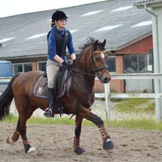 Welsh Cob (sec D) De Busies High Spirit