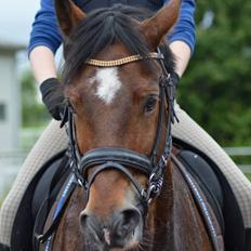 Welsh Cob (sec D) De Busies High Spirit