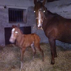 Anden særlig race de Rosche´s Turbo Speed