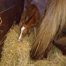 Anden særlig race de Rosche´s Turbo Speed