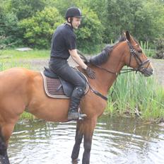 Hollandsk Varmblod Octopussy aka Pusle