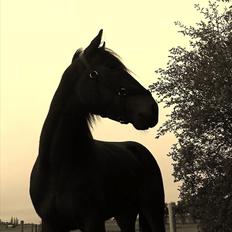 Traver Join The Dream