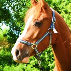 Anden særlig race Havens Astian