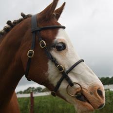 Anden særlig race Spetter