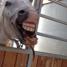 Welsh Pony (sec B) Diablo