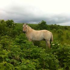 Fjordhest Shrek aka Dværgen