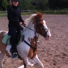 Hollandsk Sportspony Pablo P.