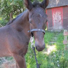 Oldenborg Grønbæks Dion
