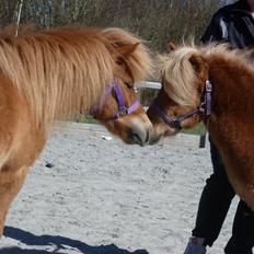 Shetlænder Bailey