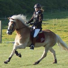 Haflinger Sir Toby