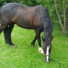 Anden særlig race Poseidon