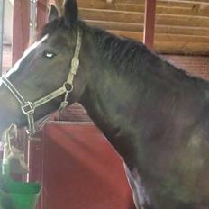 Anden særlig race Poseidon