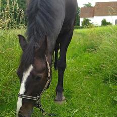 Anden særlig race Poseidon