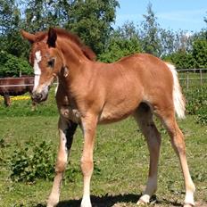 Welsh Pony af Cob-type (sec C) Filoes Faith