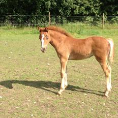 Welsh Pony af Cob-type (sec C) Filoes Faith