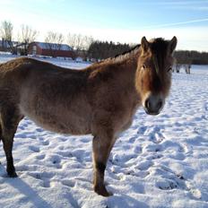 Anden særlig race Donna RIP