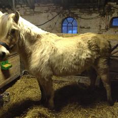 Anden særlig race Donna RIP