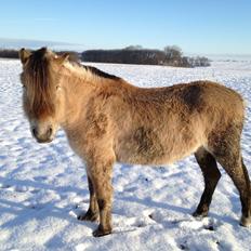 Anden særlig race Donna RIP